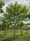 Afbeelding Plataan - Platanus hispanica