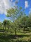 Afbeelding meerstammige veredelde notenboom - Juglans regia 'Buccaneer''
