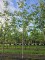 Afbeelding Walnoot 'Cyril' - Juglans regia 'Cyril'