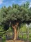 Afbeelding Dwerg Den - Pinus sylvestris 'Watereri'