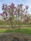 Afbeelding Magnolia 'Susan' - Magnolia 'Susan'