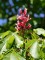 Afbeelding Rode Pavia - Aesculus pavia 'Atrosanguinea'