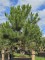 Afbeelding Oostenrijkse den - Pinus nigra 'Nigra'