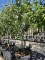 Afbeelding Clapp's handpeer - Pyrus communis 'Clapp's Favorite'