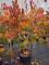 Afbeelding Amerikaanse Judasboom - Cercis canadensis 'Forest Pansy'