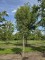 Afbeelding Kurkeik - Quercus Suber