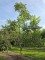 Afbeelding struikvorm Fluweelboom - Rhus typhina