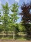 Afbeelding Japanse notenboom - Ginkgo biloba