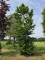 Afbeelding Groene beuk - Fagus sylvatica