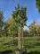 Afbeelding Judasboom - Cercis chinensis 'Avondale'