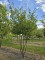 Afbeelding Haagbeuk meerstam - Carpinus Betulus