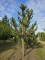 Afbeelding Oostenrijkse den - Pinus nigra 'Robusta'