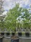 Afbeelding Papieresdoorn - Acer griseum