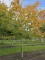 Afbeelding Haagbeuk - Carpinus betulus