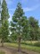 Afbeelding Mammoetboom - Sequoiadendron giganteum