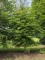 Afbeelding HAAGBEUK als ruige karakterboom - Carpinus betulus