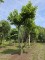 Afbeelding Plataan 3 stammig  dakvorm - Platanus x Hispanica