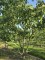 Afbeelding Reuzen Kornoelje - Cornus controversa