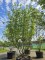 Afbeelding Japanse grootbloemige kornoelje - Cornus kousa 'Milky Way'