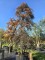 Afbeelding Japanse Esdoorn 'Inaba-shidare' - Acer palmatum 'Inaba Shidare'