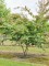 Afbeelding Perzisch IJzerhout - Parrotia persica