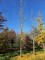 Afbeelding Tempelboom of Eendenpootboom - Ginkgo biloba