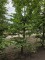 Afbeelding Speelboom,  klimboom, vogelboom, - Carpinus betulus