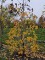 Afbeelding Amberboom - Liquidambar styraciflua