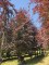 Afbeelding Rode beuk - Fagus sylvatica 'Atropunicea'