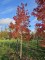Afbeelding Amberboom - Liquidambar styraciflua