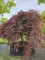Afbeelding Japanse esdoorn 'Garnet' - Acer palmatum 'Garnet'