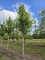 Afbeelding Amerikaanse esdoorn - Acer rubrum 'Summer Red'