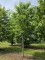Afbeelding Kers 'Regina' - Prunus avium 'Regina'