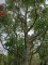 Afbeelding Lijsterbes 'Dodong' - Sorbus 'Dodong'