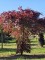 Afbeelding Rode beuk - Fagus sylvatica 'Atropunicea'