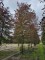 Afbeelding Rode of bruine beuk - Fagus sylvatica 'Atropunicea'