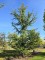 Afbeelding Libanonceder - Cedrus libani