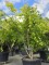 Afbeelding Japanse Goud Esdoorn Jordan - Acer shirasawanum 'Jordan'