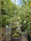 Afbeelding Grote blauwe bes - Vaccinium corymbosum 'Elliot'