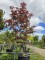 Afbeelding Japanse Esdoorn - Acer palmatum 'Bloodgood'