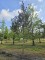Afbeelding Bruinbladige vogelkers - Prunus padus 'Colorata'