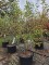 Afbeelding Krentenboom meerstam - Amelanchier lamarckii