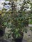 Afbeelding Japanse sneeuwbal - Viburnum plicatum 'Popcorn'