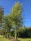 Afbeelding Zwarte berk - betula nigra