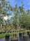 Afbeelding Steeneik - Quercus ilex
