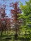 Afbeelding Rode beuk - Fagus sylvatica 'Atropunicea'