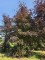 Afbeelding Rode beuk - Fagus sylvatica 'Atropunicea'