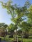 Afbeelding Perzische slaapboom - Albizia julibrissin