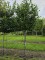 Afbeelding wintergroen voor direct resultaat - Prunus laurocerasus 'Novita'