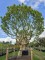 Afbeelding Magnolia 'Susan' - Magnolia 'Susan'